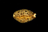 藏品(山貓寶螺)的圖片